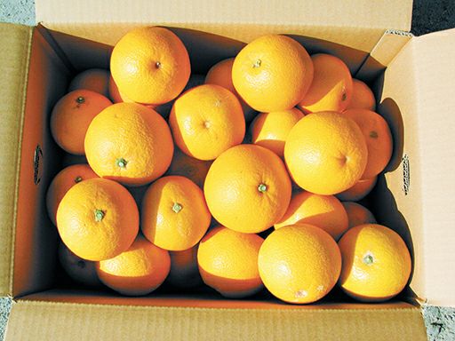 大和のはっさく Lサイズ 10㎏【1箱注文用】 | 奈良新聞デジタル・なら